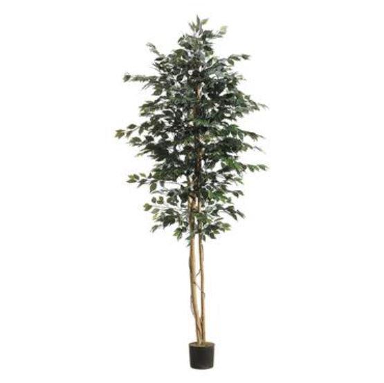 LTF758-GR (28260) - Ficus Tree 8 Ft