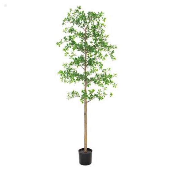 LTP932-GR (32290) - Shady Lady Tree In Pot Green 7'