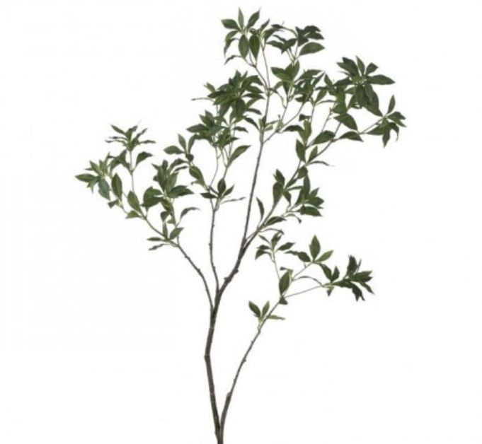 MTF23838 (31446) - Pu Pieris Japonica Branch Gr 59"