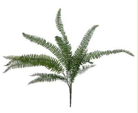 PBF081-GR (30415) - 30" Fern Bush Witch Hazel