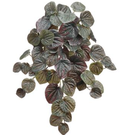 PBP119-GR/DK (28005) - Pepperomia Bush 19"