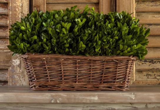 PHDEAC200136 (29650) - Preserved Boxwood Hedge Lg 17"