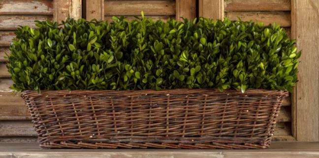 PHDEAC200137 (29649) - Preserve Boxwood Hedge Xl 31"