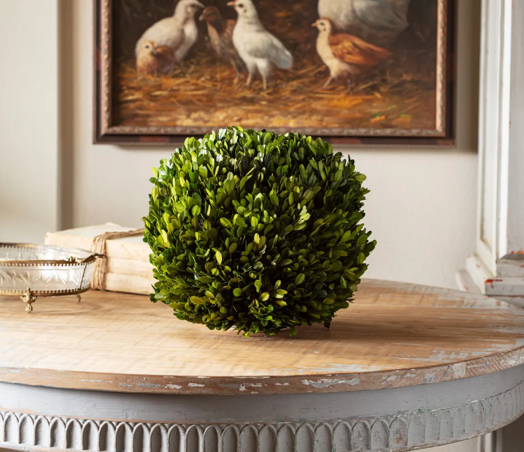 PHDEAC210138 (00455) - Preserved Boxwood Ball 12" NW
