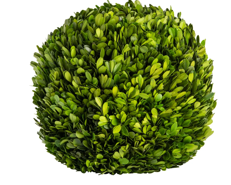 PHDEAC210138 (00455) - Preserved Boxwood Ball 12" NW