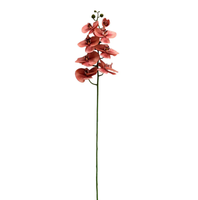PHDFLW240453 (00453) - Butterfly Orchid Coral 38.5" N