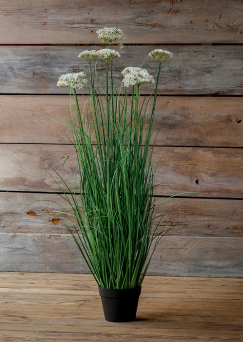 PHDFLW250967 (11615) - Potted Queensland Grass 45"