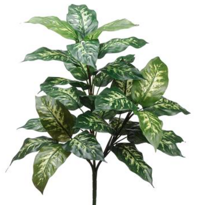 PPH302-GR/CR (29013) - Dieffenbachia Plant W 28"
