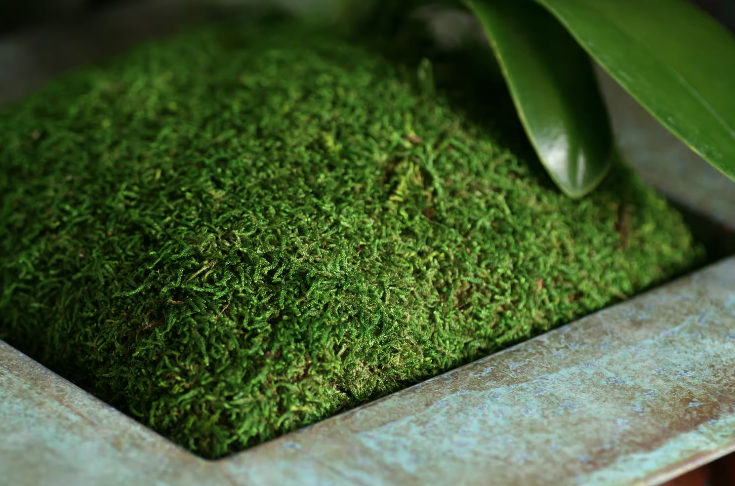 21513 (3753) - Moss Sheet Preserve 1Lb