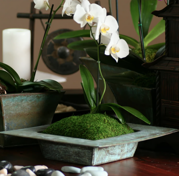 21513 (3753) - Moss Sheet Preserve 1Lb