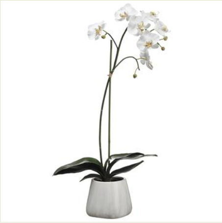 WF1807-WH (27827) - Phalaenopsis Plant Wh 30"