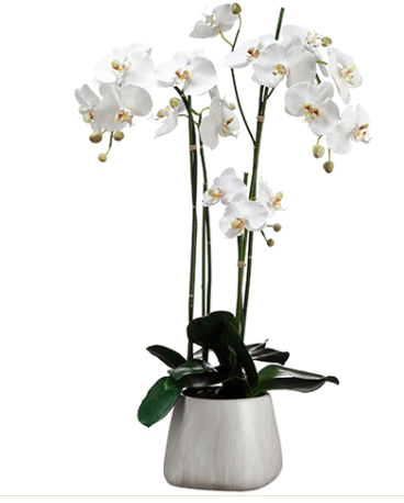 WF1808-WH (27043) - Phalaenopsis Plant In Pot 35"X15.5"X28" White