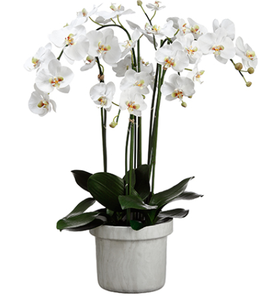WF1809-WH (25649) - Phalaenopsis In Pot 39" White