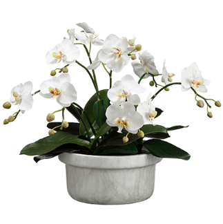 WF1812-WH (27064) - Phalaenopsis Plant 15.5" White