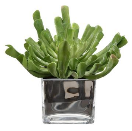 WF9399-GR (27921) - Echeveria In Vase 9"x10"