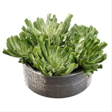 WF9401-GR (27918) - Echeveria In Planter 11"x19"