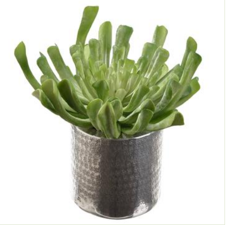 WF9402-GR (27923) - Echeveria/Planter 10.5"x9.5"