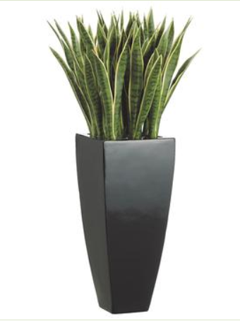 WP7757-GR/VG (25260) - Motherinlaw Tongue 44" Container