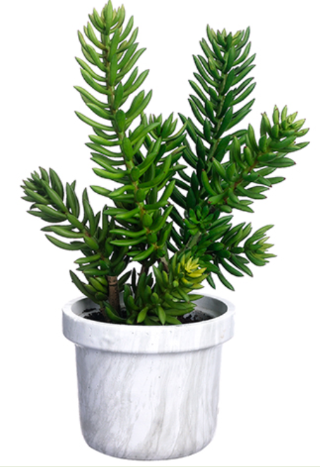 WP7956-GR (27349) - Senecio In Terra Cotta Pot 21"