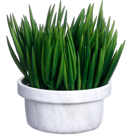 WP7957-GR (27350) - Senecio In Terra Cotta Pot 11"
