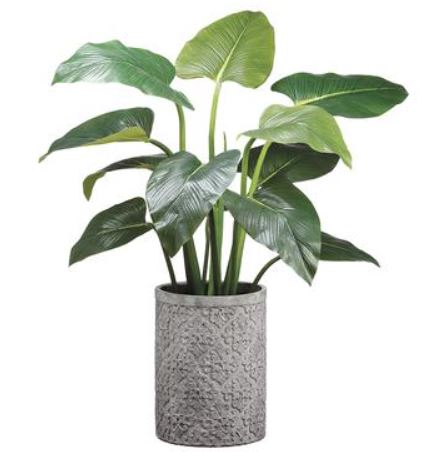 WP8042-GR (29612) - Eva Curcuma Plant 48"