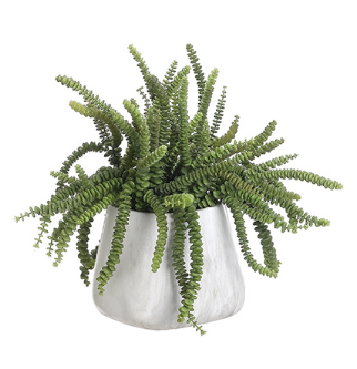 WP8146-GR (27059) - Money Succulent T/C Pot 17"