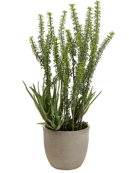 WP8211-GR (27065) - Camel Whip In Pot 69"