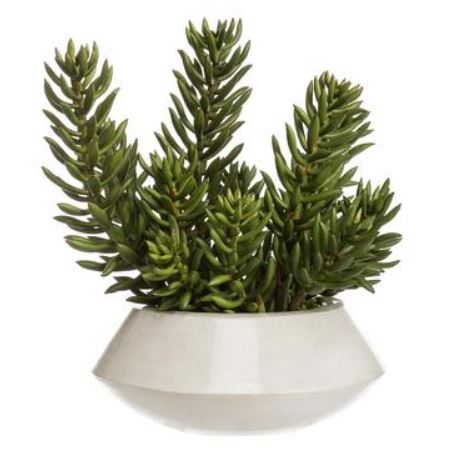 WP9918-GR (29602) - Senecio In Planter 16"X14"
