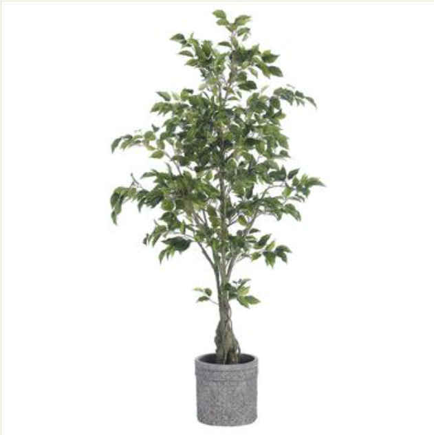 Gray Ficus Tree WT4936-GR (28261) - Ficus Tree In Gray Planter 65
