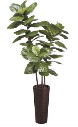 WT4972-GR (24852) - 7.5' Fiddle Leaf In Bamboo Container