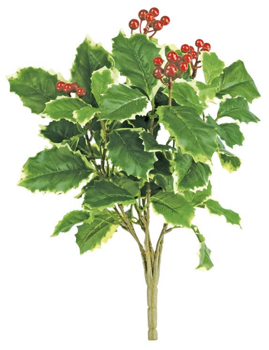 XF623-VAR (00311) - Holly Berry Bush Variegated X7 16"