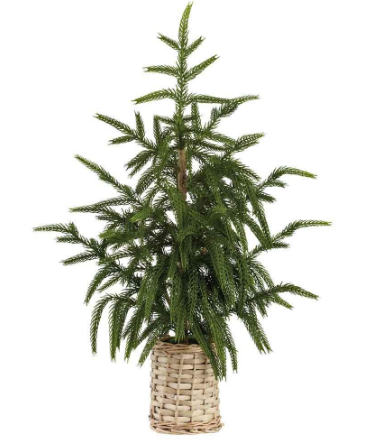 YTM601-GR (11245) - Cypress Tree In Basket 21" Green