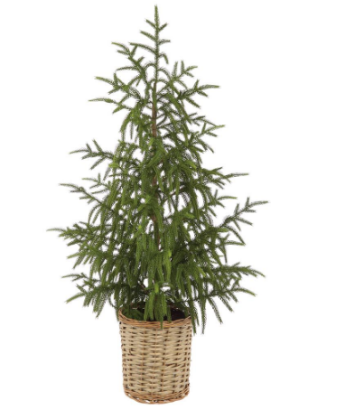 YTM603-GR (11246) - Cypress Tree In Basket 40" Green