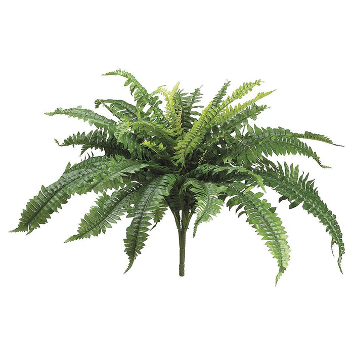 PBF623- (11147) - 22" Boston Fern Bush x32