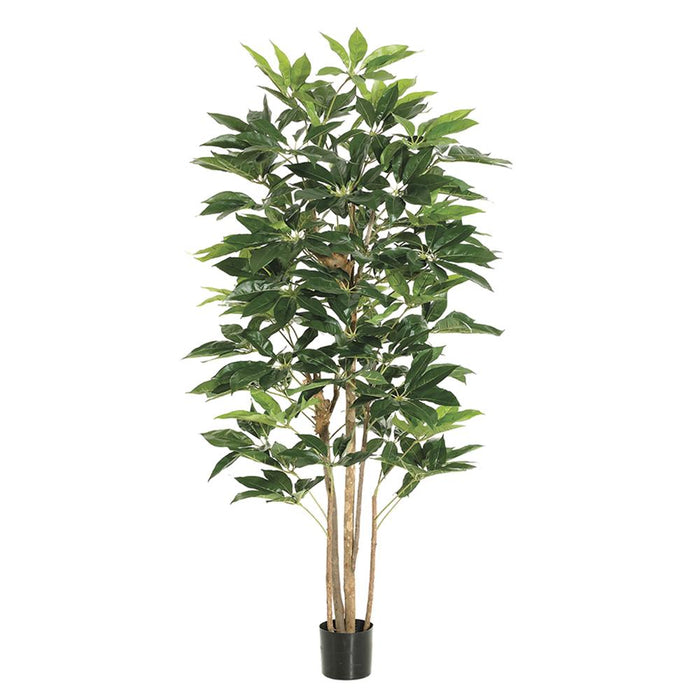 LTS106-GR (11207) - Schefflera Tree with 420 Leaves in Pot, 6' Green