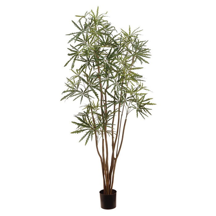 ZTA567-GR (11206) - Aralia Tree in Plastic Nursery Pot 6' Green