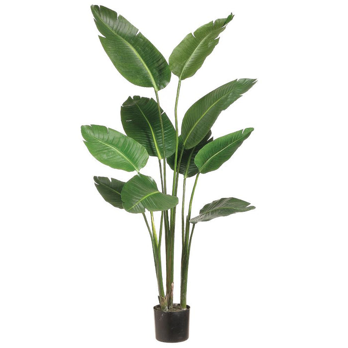 LZB605-GR (00499) - 60" Bird Of Paradise Plant